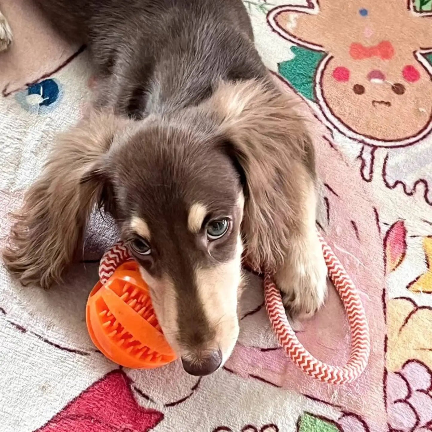 Interactive Dog Treat Balls